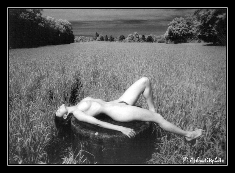 15 Quiétude dans un champs de blé 1